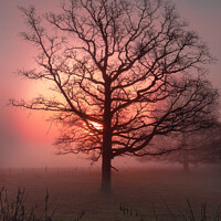 Buy canvas prints of Sun rising out of mist behind large Oak Tree by Christine Kerioak