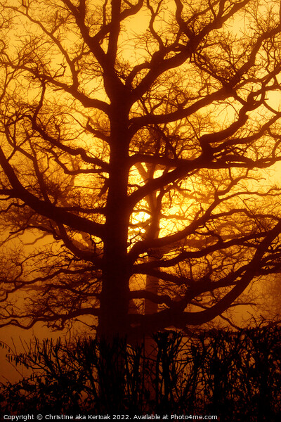 Oak Tree in the Golden Dawn Picture Board by Christine Kerioak