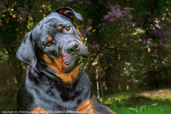 Quizzical Young Rottweiler Picture Board by Christine Kerioak