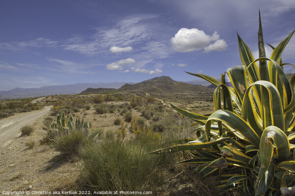 Aloe on Spanish Hillside Picture Board by Christine Kerioak