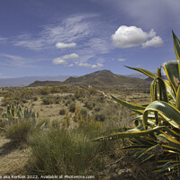 Buy canvas prints of Aloe on Spanish Hillside by Christine Kerioak