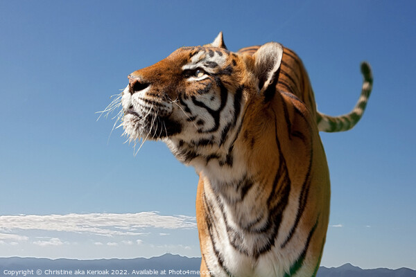 Bengal Tiger, looking up Picture Board by Christine Kerioak