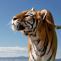 Buy canvas prints of Bengal Tiger, looking up by Christine Kerioak