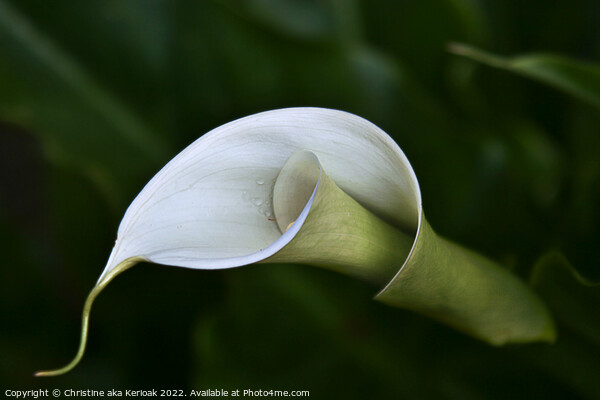 Arum Lily Picture Board by Christine Kerioak