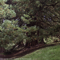 Buy canvas prints of Sunlit Conifers by Christine Kerioak
