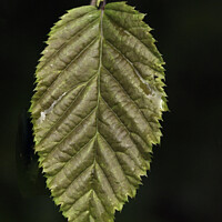 Buy canvas prints of Young Hornbeam Leaf by Christine Kerioak