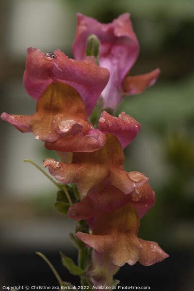 Sunset coloured Snap Dragon Picture Board by Christine Kerioak