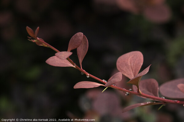 Young Berberis Stem and Leaves Picture Board by Christine Kerioak