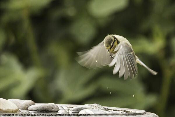 Baby Bluetit Rising From Its Bath Picture Board by Christine Kerioak