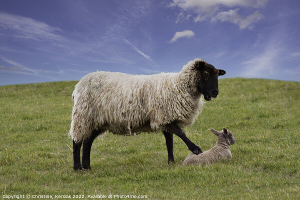 Get Up, Says this Mother to her Lamb Picture Board by Christine Kerioak
