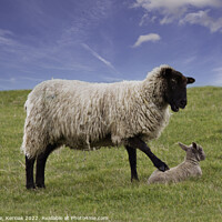 Buy canvas prints of Get Up, Says this Mother to her Lamb by Christine Kerioak