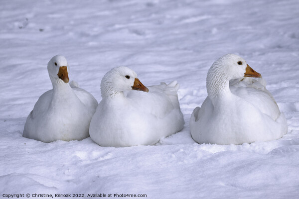 Three White Geese Sitting in the Snow Picture Board by Christine Kerioak