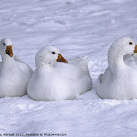 Buy canvas prints of Three White Geese Sitting in the Snow by Christine Kerioak