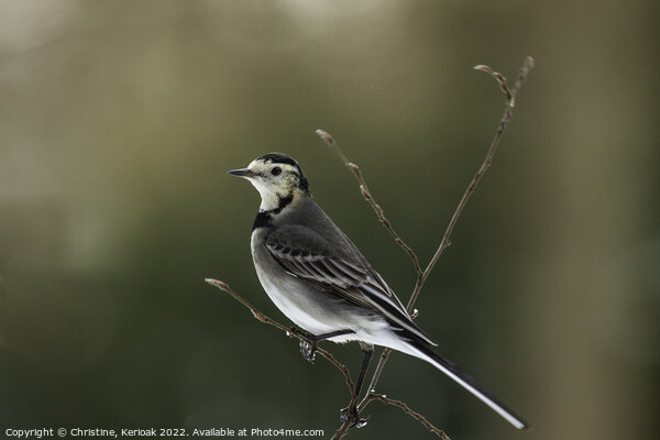 Pied Wagtail Picture Board by Christine Kerioak