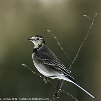 Buy canvas prints of Pied Wagtail by Christine Kerioak