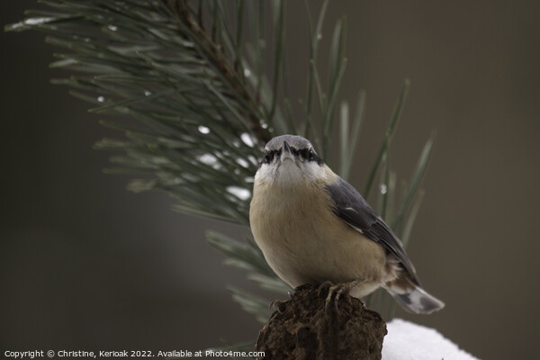 Nuthatch Picture Board by Christine Kerioak