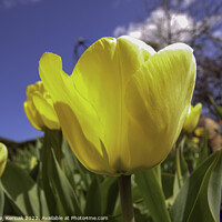 Buy canvas prints of Yellow Tulip by Christine Kerioak