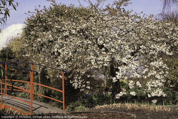 Cherry Tree in Bloom Beside a Red Bridge Picture Board by Christine Kerioak