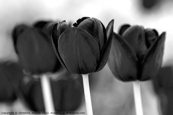 Three Black Tulips Picture Board by Christine Kerioak