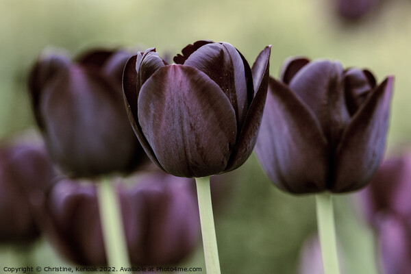 Queen of the Night Tulips Picture Board by Christine Kerioak