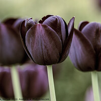 Buy canvas prints of Queen of the Night Tulips by Christine Kerioak