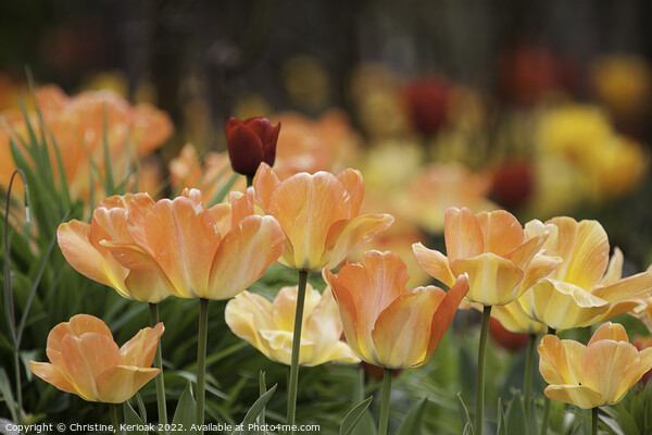 Tulip Garden Picture Board by Christine Kerioak