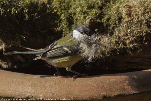 Great Tit Outside Its Nest Picture Board by Christine Kerioak