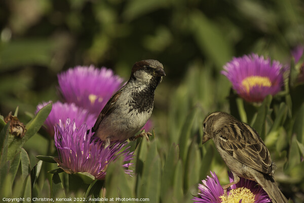 Pair of Sparrows on Mesembryanthemum Picture Board by Christine Kerioak