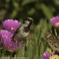 Buy canvas prints of Pair of Sparrows on Mesembryanthemum by Christine Kerioak