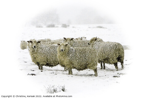 Cheviot Sheep in Blizzard Conditions Picture Board by Christine Kerioak