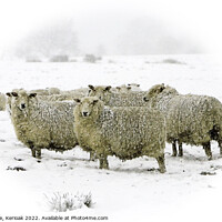 Buy canvas prints of Cheviot Sheep in Blizzard Conditions by Christine Kerioak