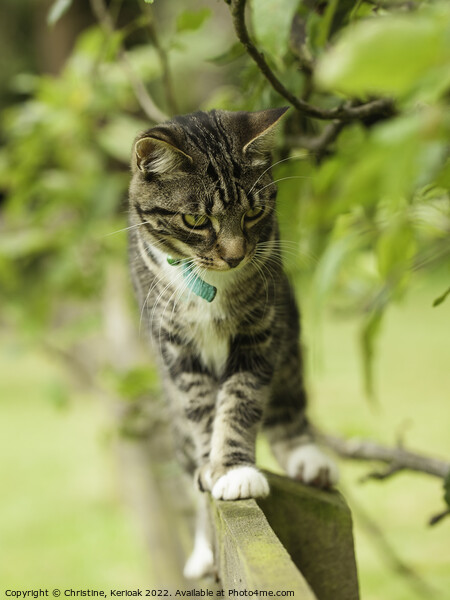 Tabby Kitten on Fence Picture Board by Christine Kerioak