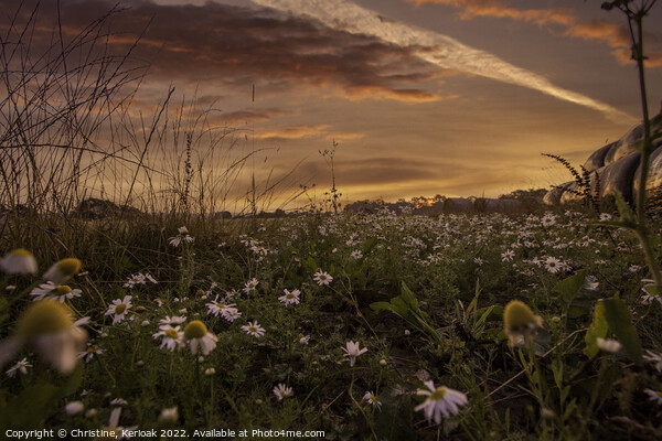 Low Level View of Daisies and Sunrise Picture Board by Christine Kerioak