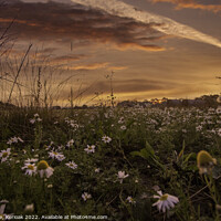 Buy canvas prints of Low Level View of Daisies and Sunrise by Christine Kerioak