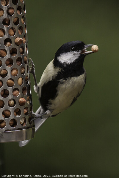Great Tit with a Peanut Picture Board by Christine Kerioak