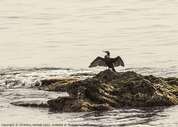 Cormorant with Outspread Wings Picture Board by Christine Kerioak