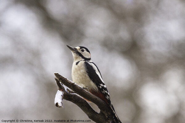 Greater Spotted Woodpecker Picture Board by Christine Kerioak