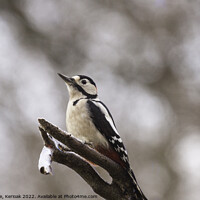 Buy canvas prints of Greater Spotted Woodpecker by Christine Kerioak