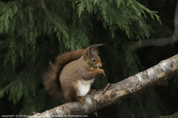 Red Squirrel Eating a Nut Picture Board by Christine Kerioak