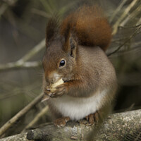 Buy canvas prints of Red Squirrel by Christine Kerioak