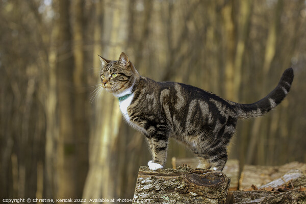 Young Tabby Cat Standing on a Log Picture Board by Christine Kerioak