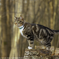 Buy canvas prints of Young Tabby Cat Standing on a Log by Christine Kerioak