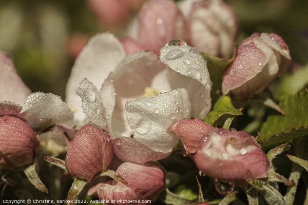 Apple Blossom with Rain Drops Picture Board by Christine Kerioak