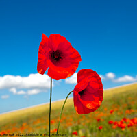 Buy canvas prints of Two Red Poppies by Christine Kerioak