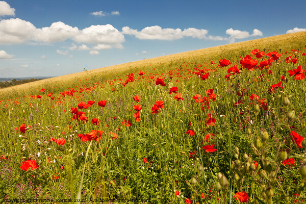 Wildflower meadow including poppies near Lewes Picture Board by Christine Kerioak