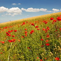 Buy canvas prints of Wildflower meadow including poppies near Lewes by Christine Kerioak