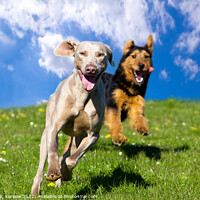 Buy canvas prints of Two Happy Dogs by Christine Kerioak