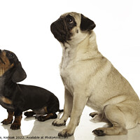 Buy canvas prints of Dachshund and Pug by Christine Kerioak