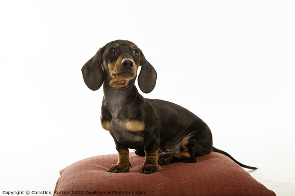 Dachshund Pup Sitting on Red Cushion Picture Board by Christine Kerioak