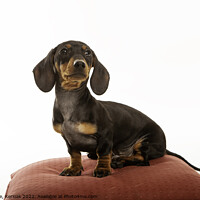 Buy canvas prints of Dachshund Pup Sitting on Red Cushion by Christine Kerioak